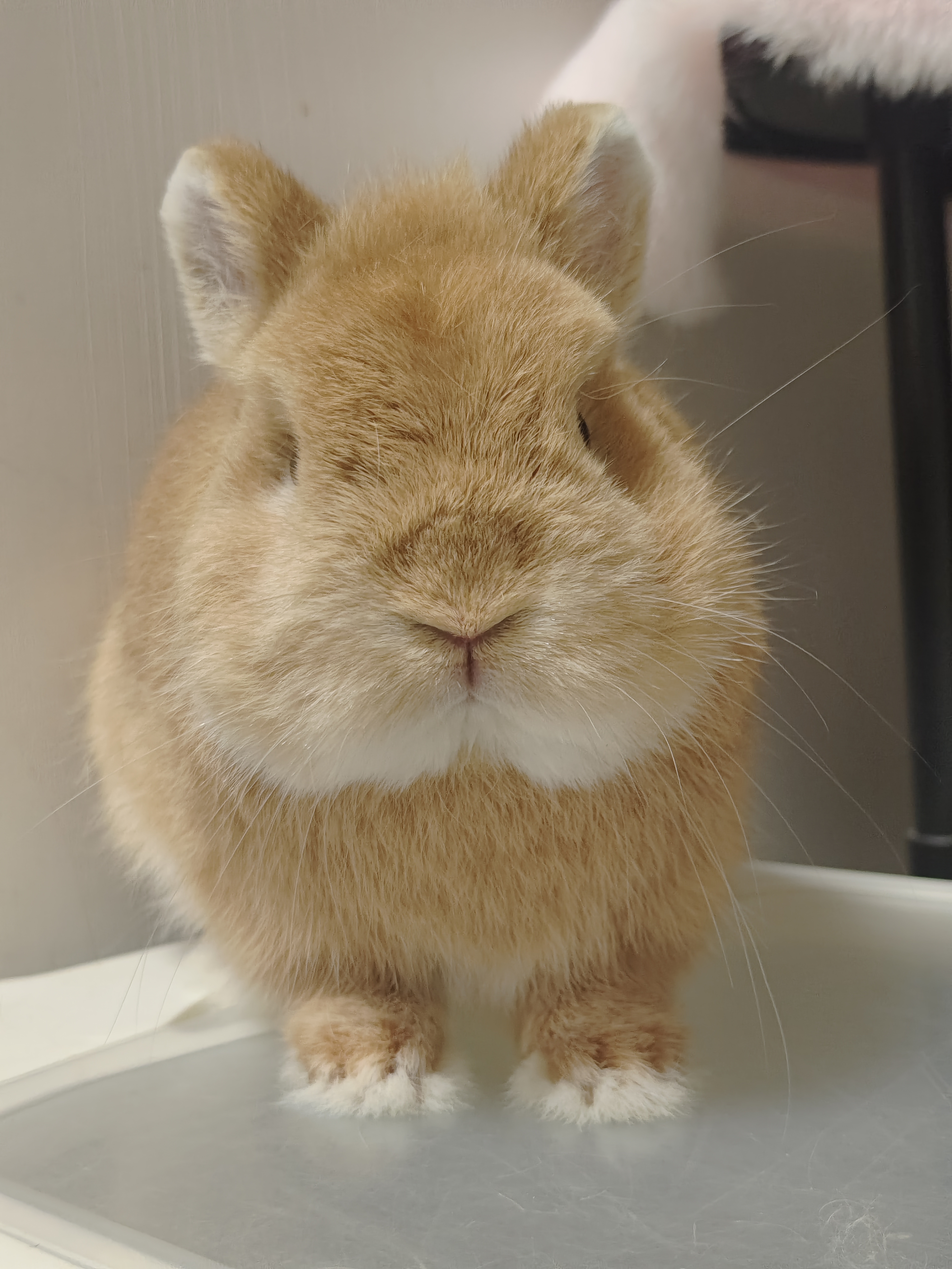 双血统侏儒兔妹妹找家父亲万元户基因稳定